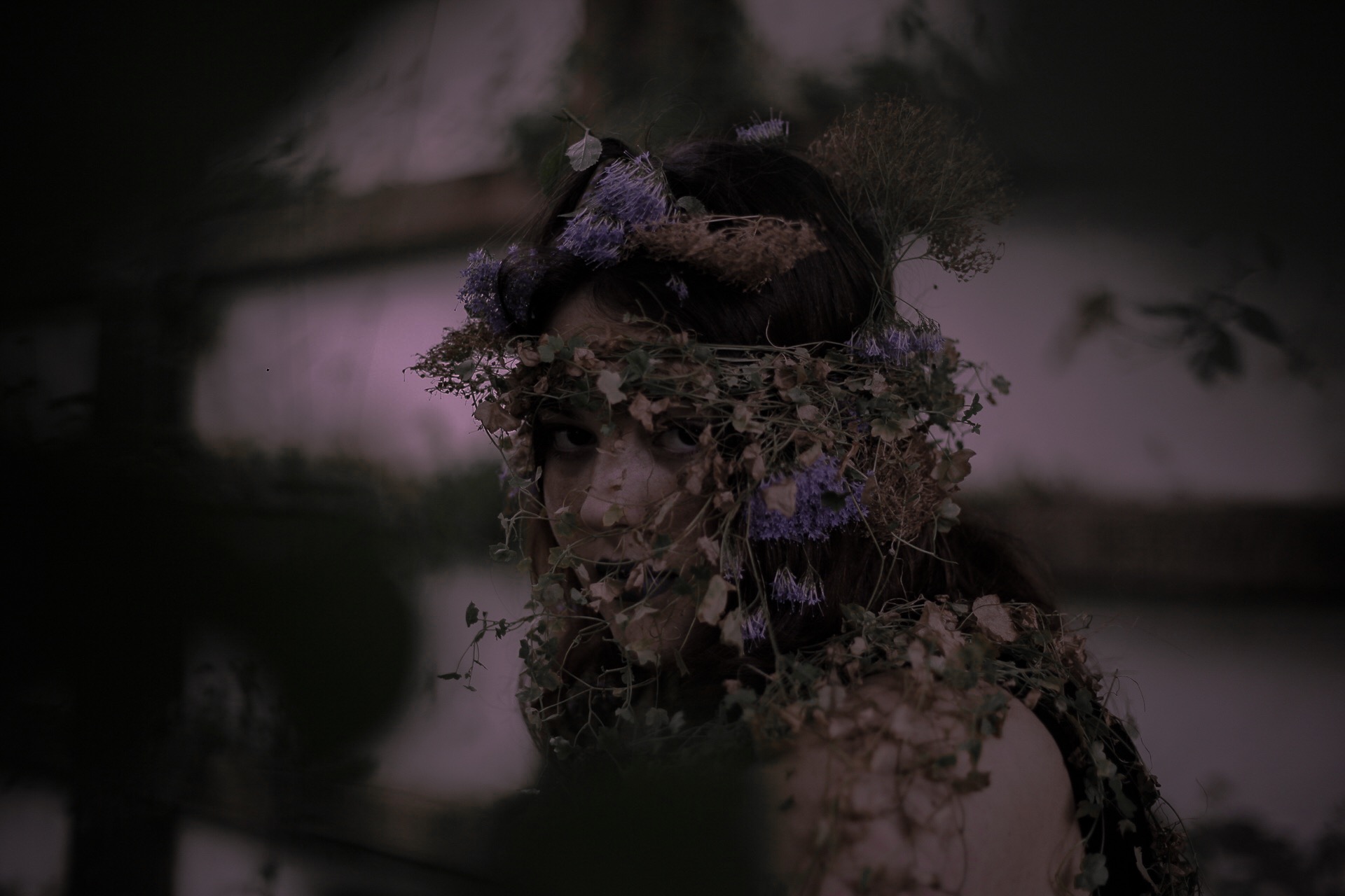 Orchid image 8