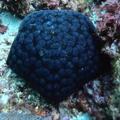 Cushion Star