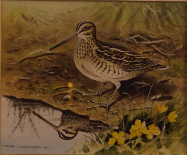 Watercolour Of A Snipe