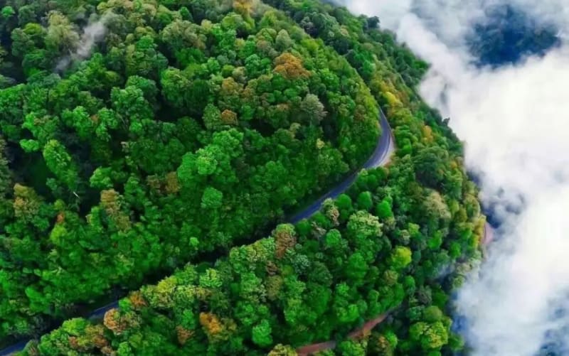 Hyrcanian Forests
