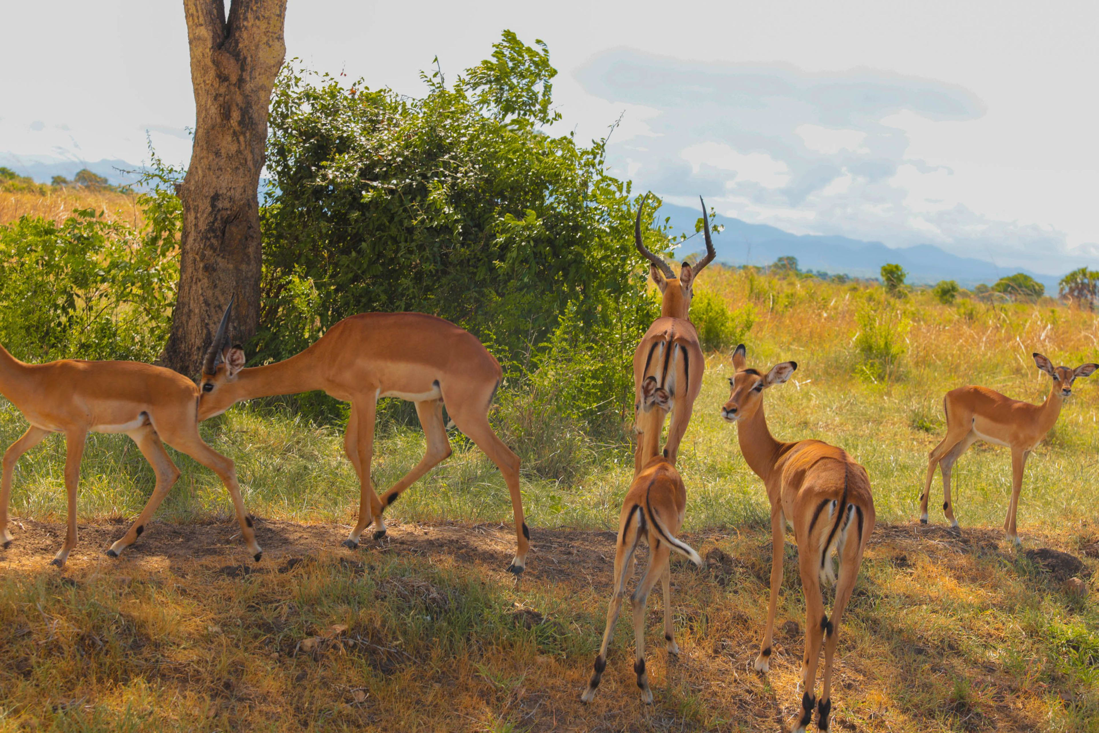 Queen Elizabeth National Park
