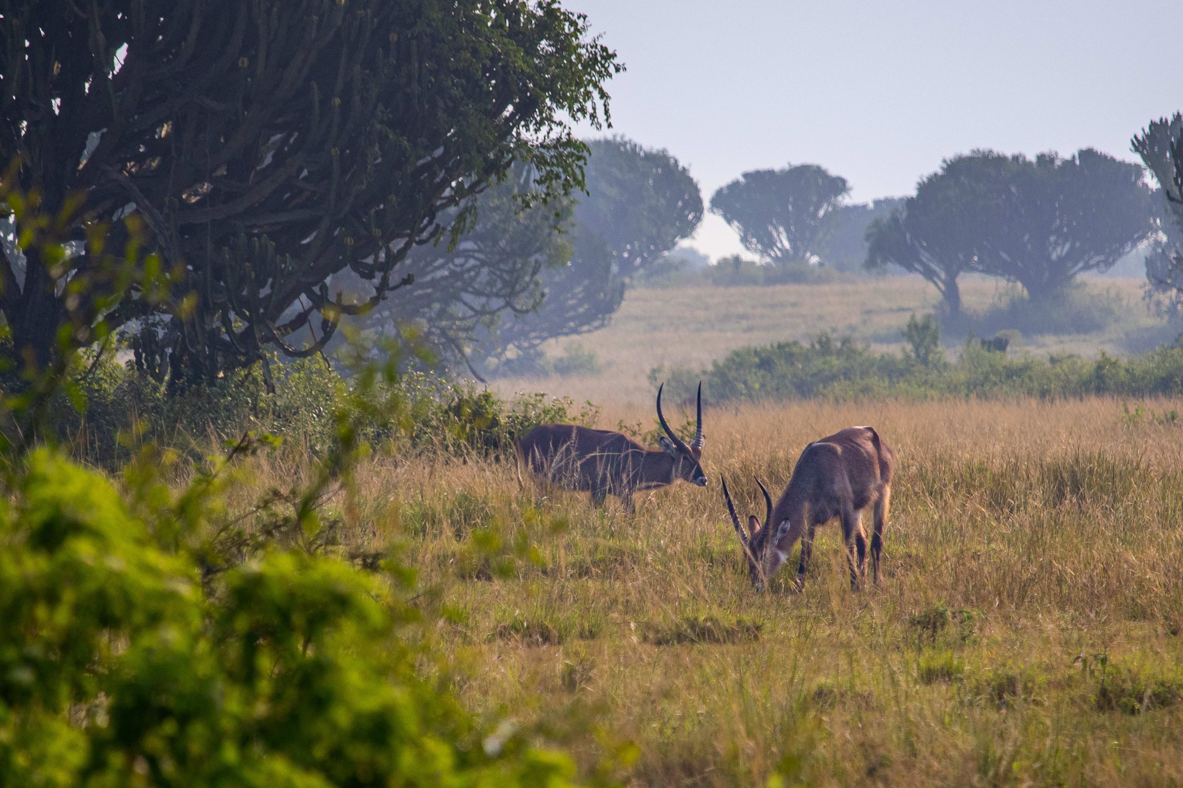 Family Safaris
