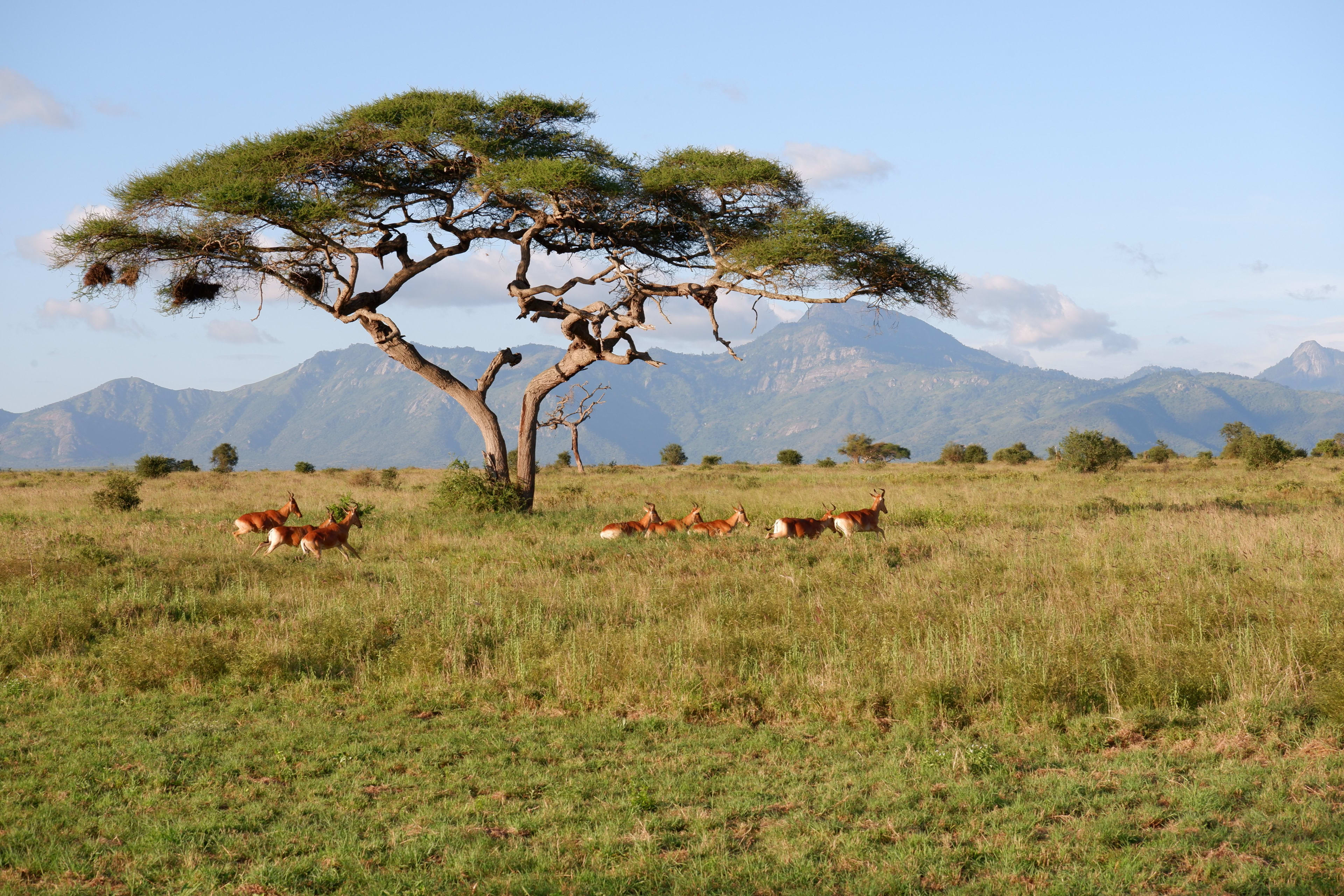 First Time Uganda Safari: FAQs and Tips