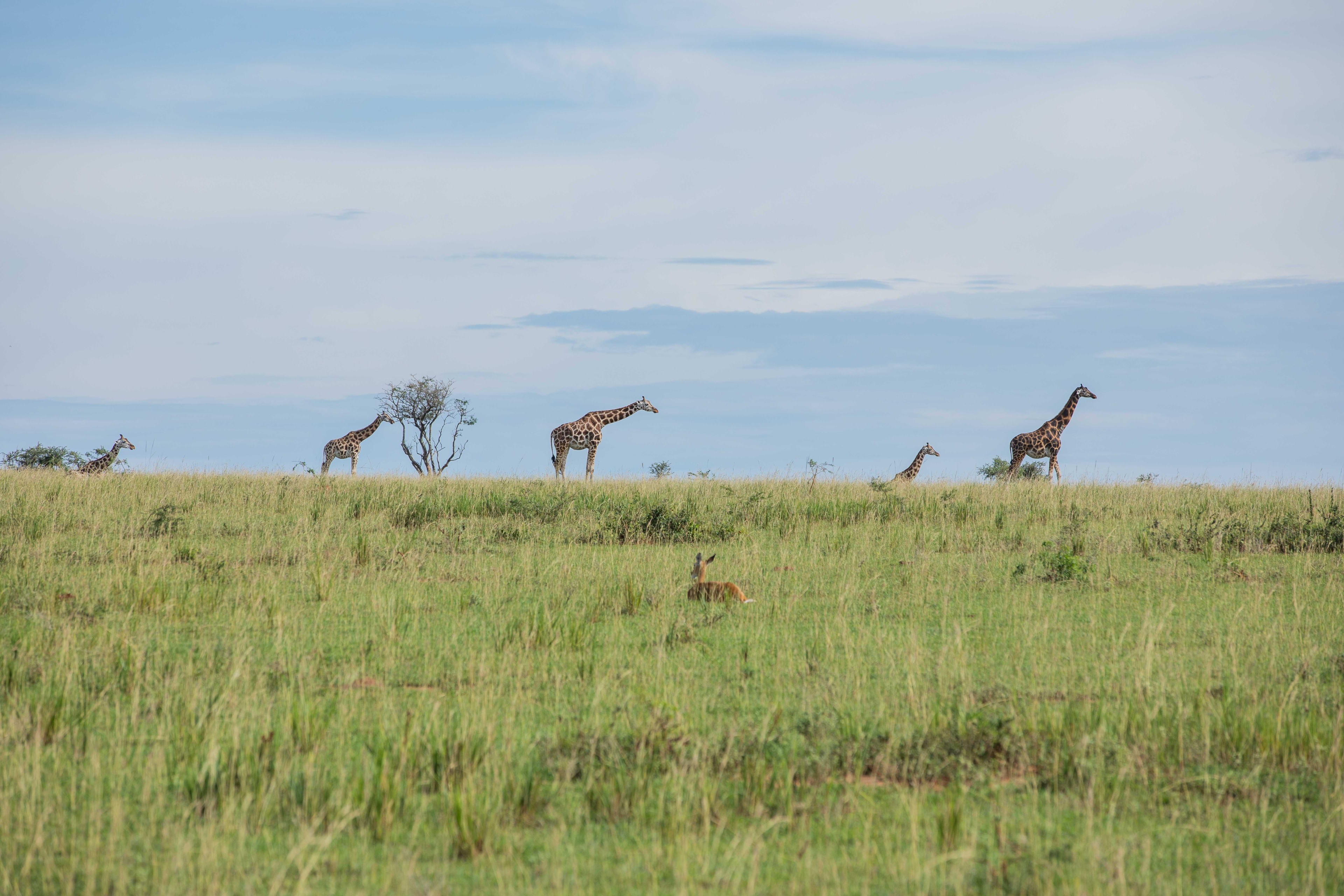 4 Day Chimpanzee and Queen Elizabeth Safari
