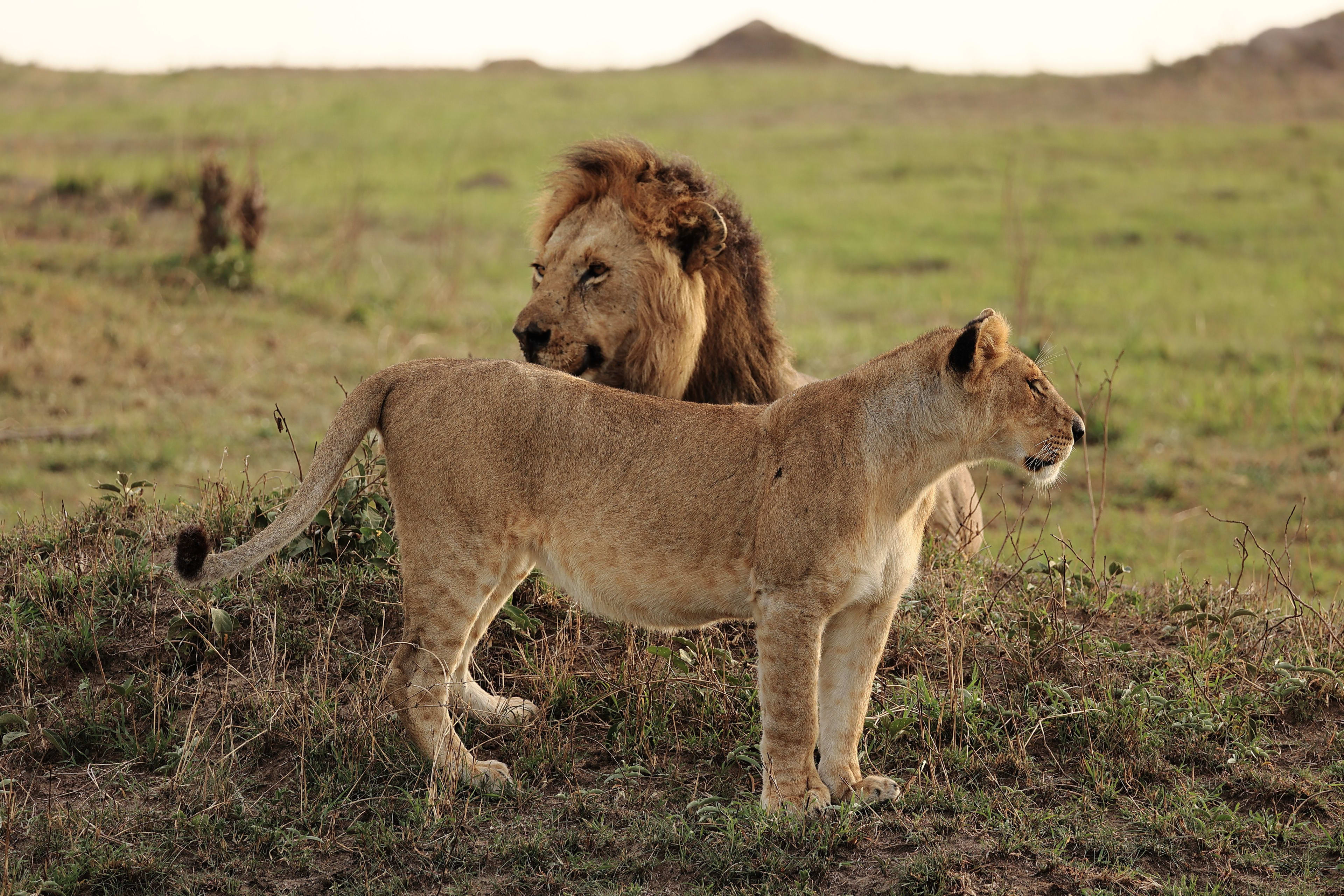 Birding Safaris