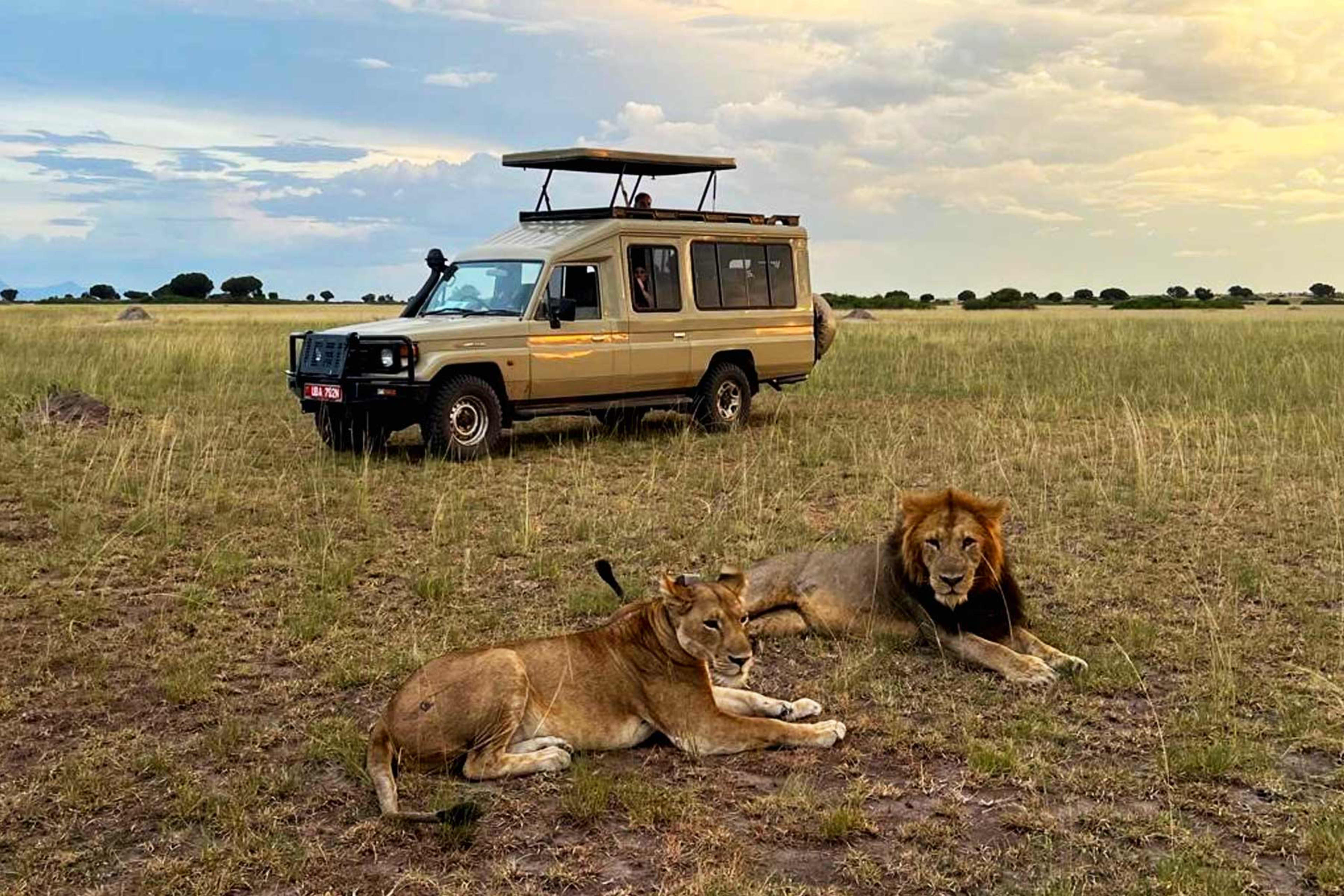 Uganda Safari Cost: What You're Paying For