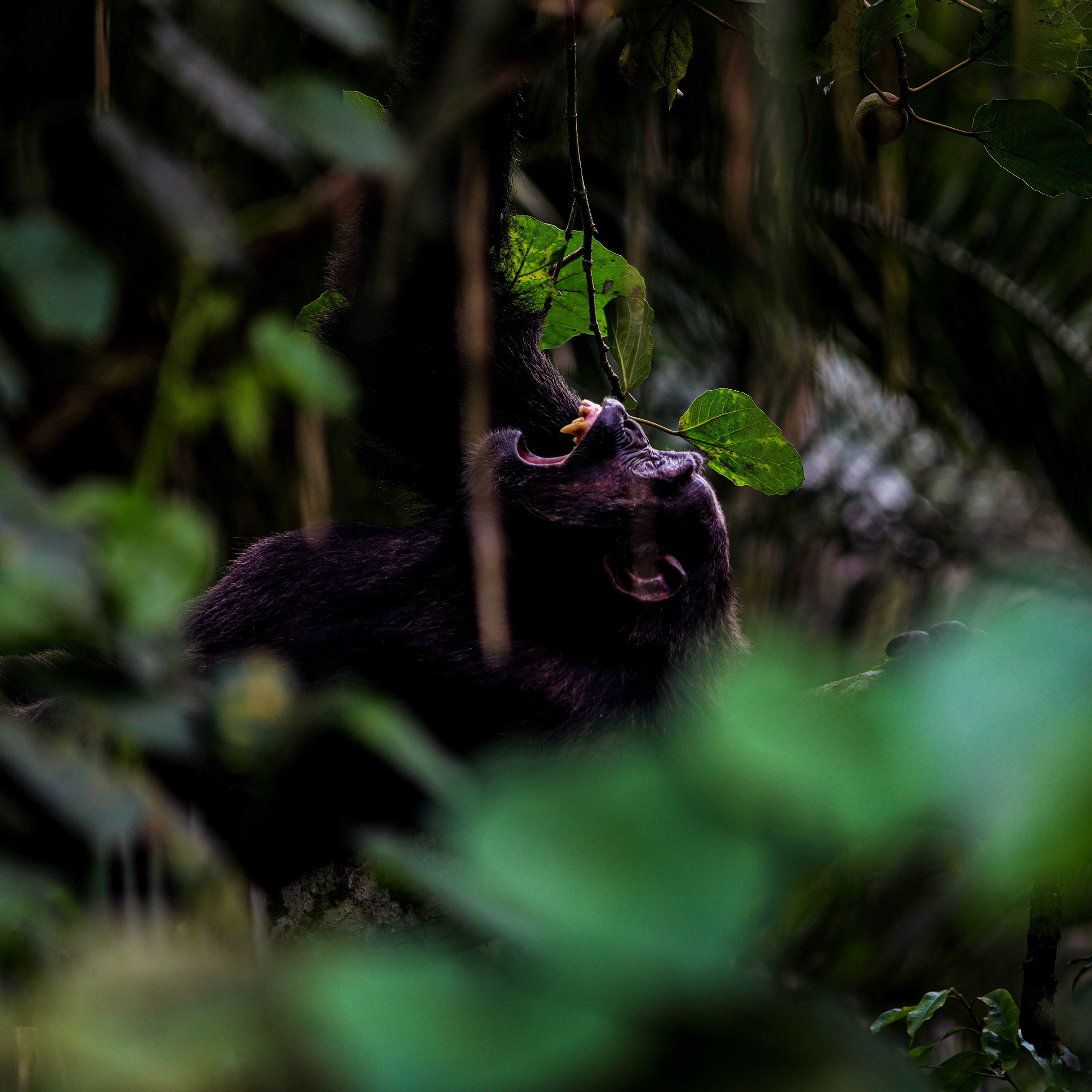 Bwindi Impenetrable National Park landscape