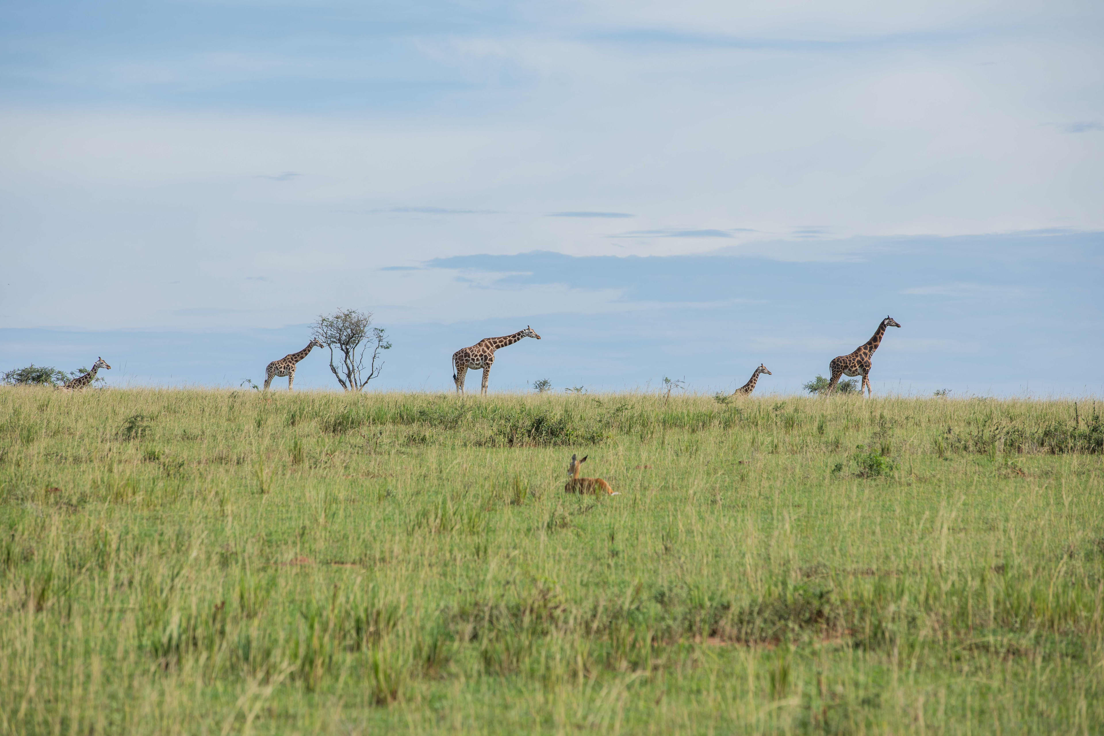 4 Day Chimpanzee and Queen Elizabeth Safari