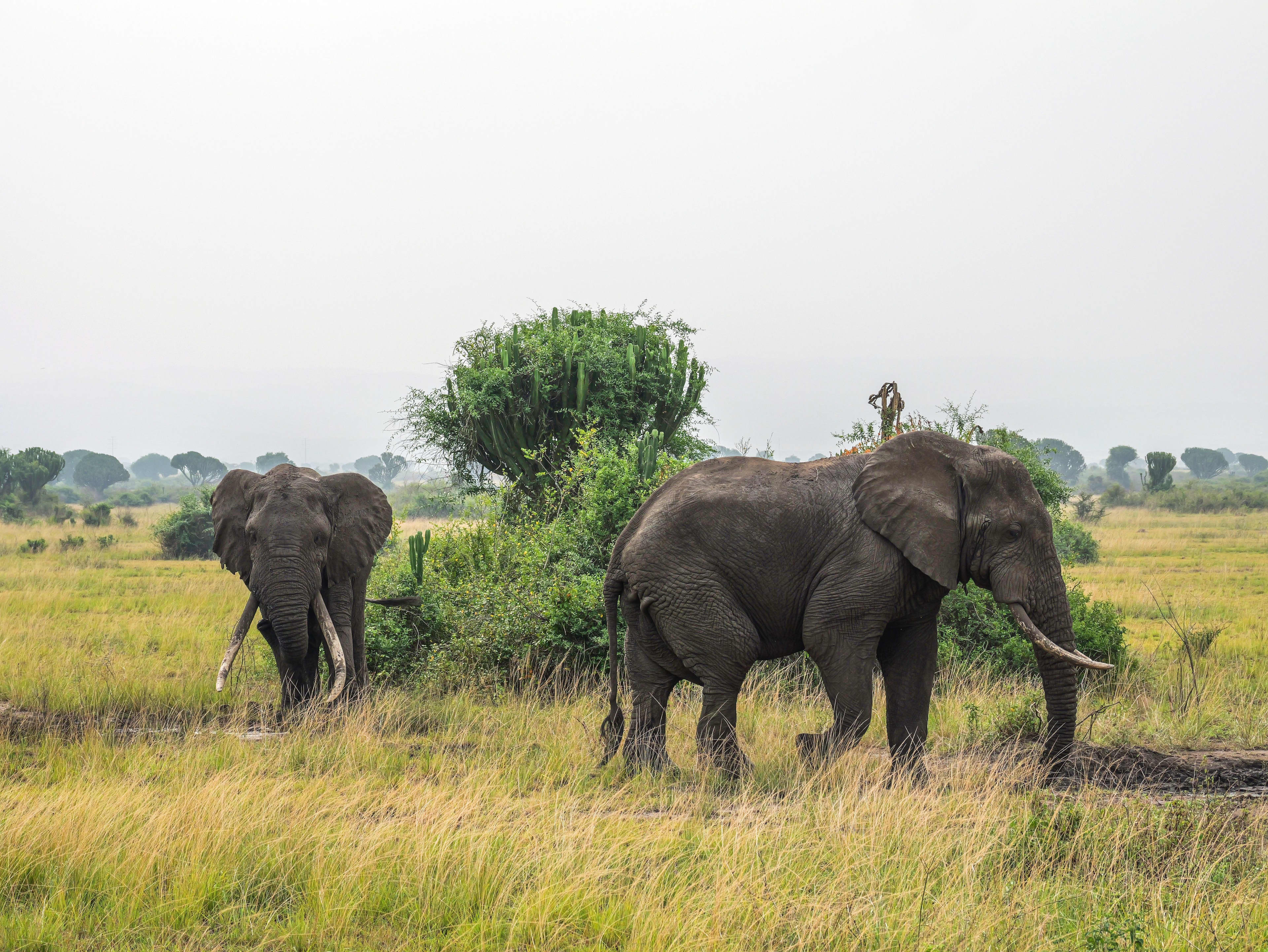 Wildlife and Game Drive Safaris