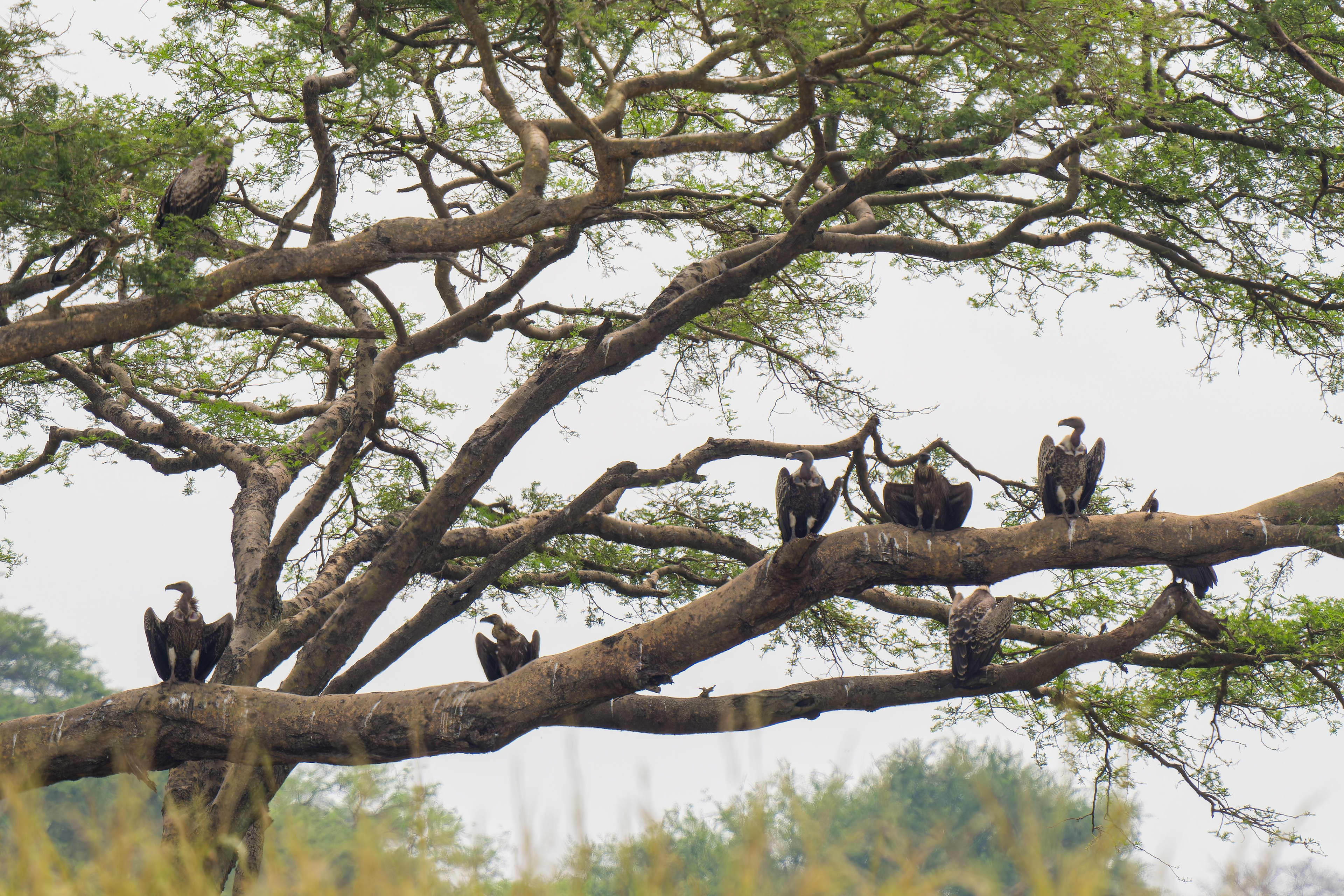 3 Day Queen Elizabeth Wildlife Safari, scenery