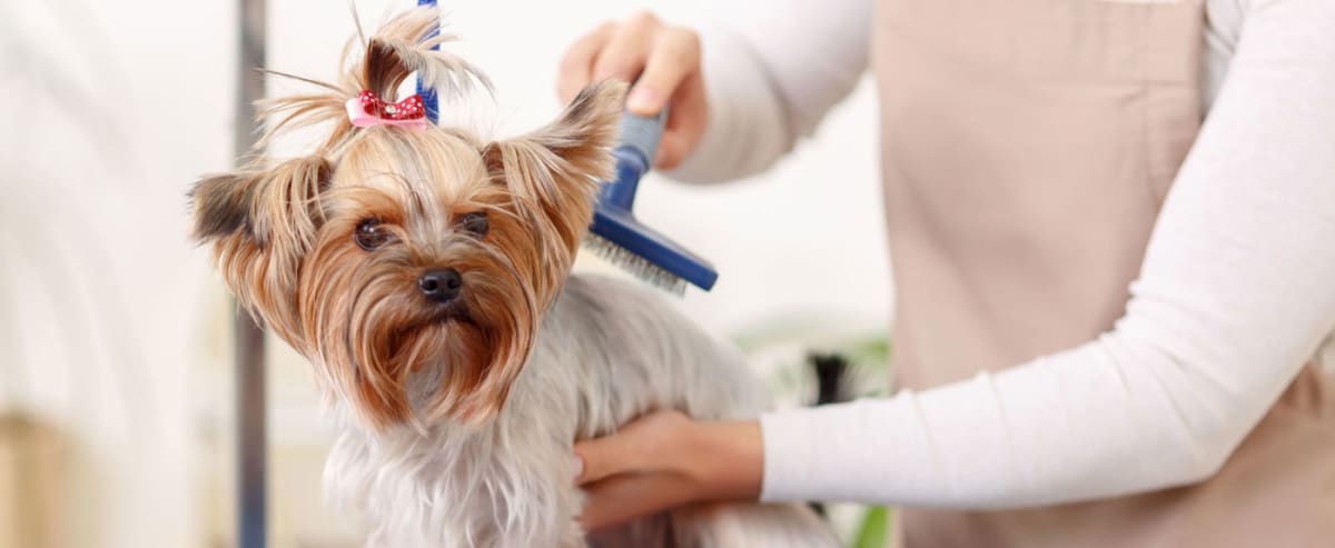 Find a dog groomer in Chicago, IL