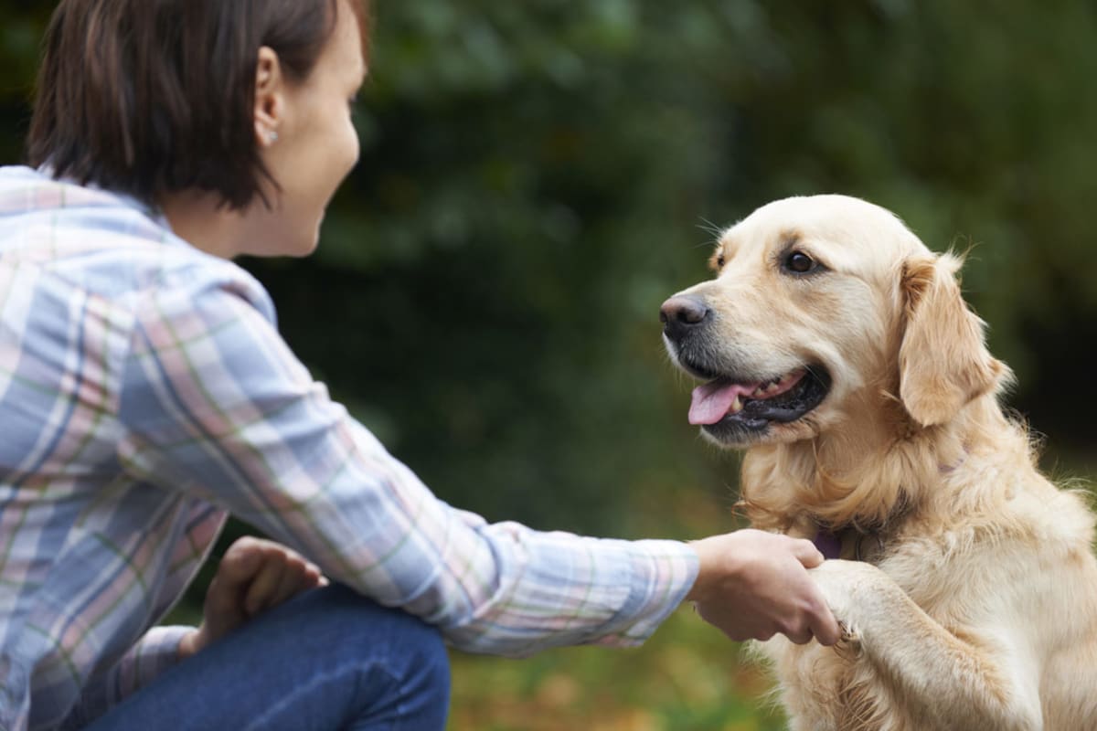 Find a dog trainer in Philadelphia, PA