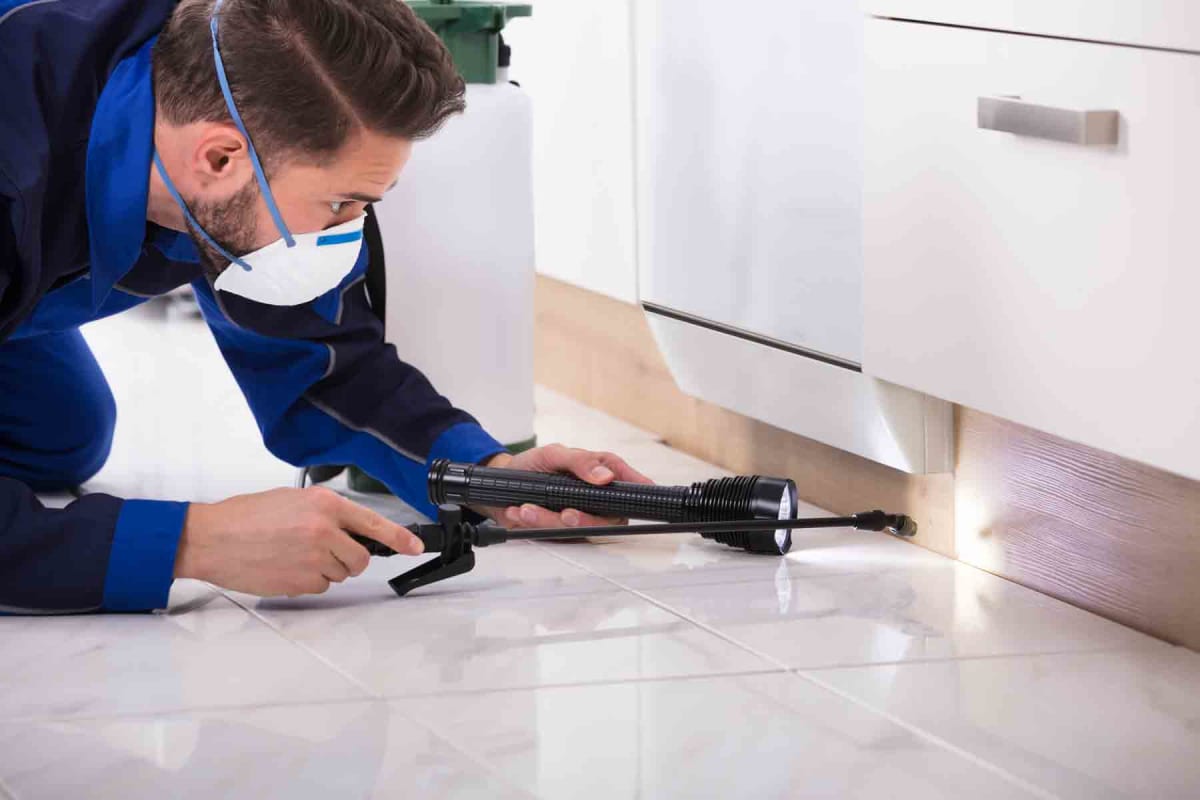 Find a pest inspection service in Los Angeles, CA