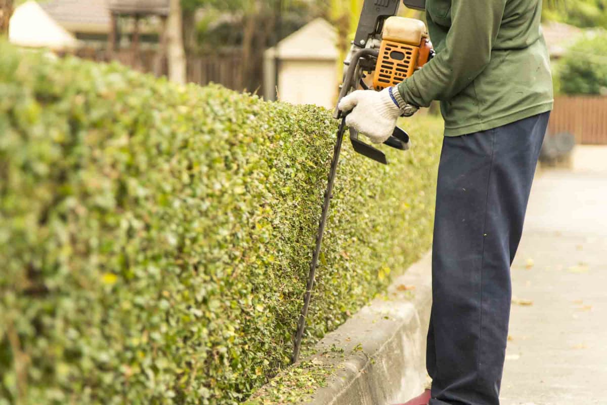 Find a shrub trimming services in Dallas, TX