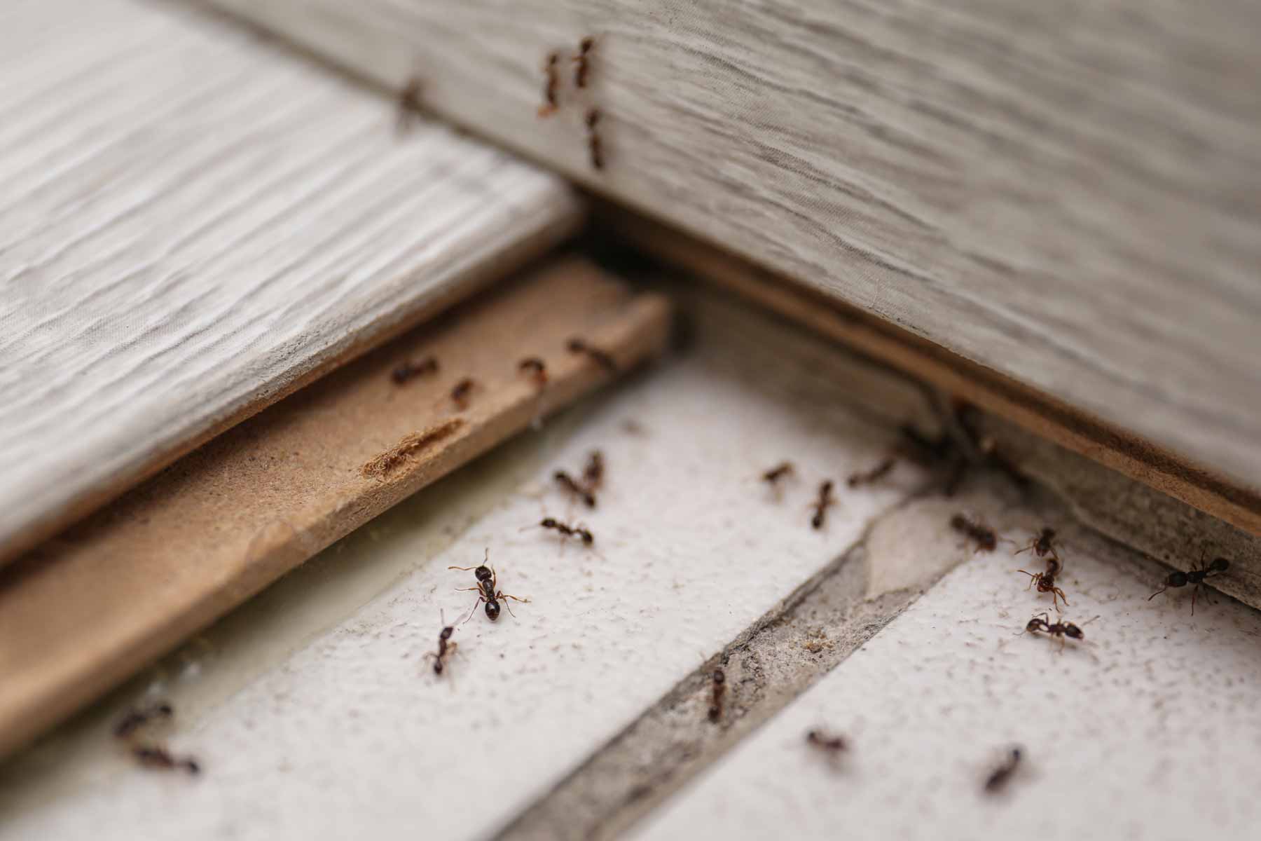 Find a ant exterminator near you