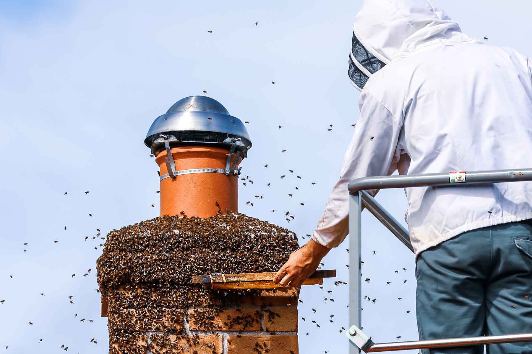 Find a bee removal service near you