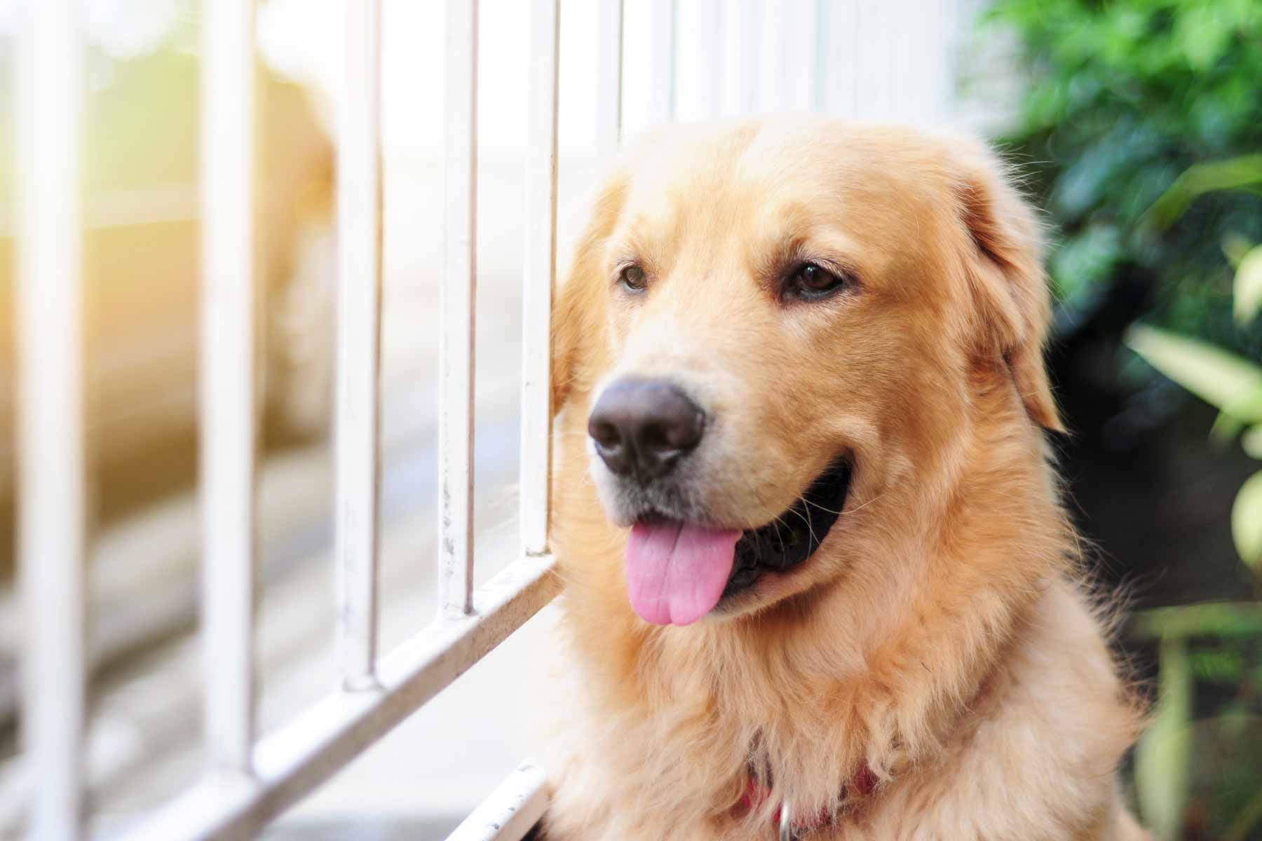 The 10 Best Dog Daycares Near Me (with Free Quotes)