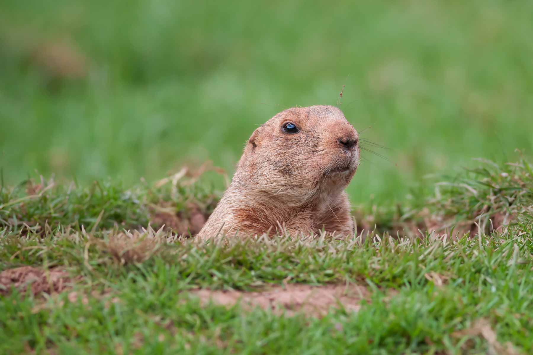 Find a groundhog removal service near you