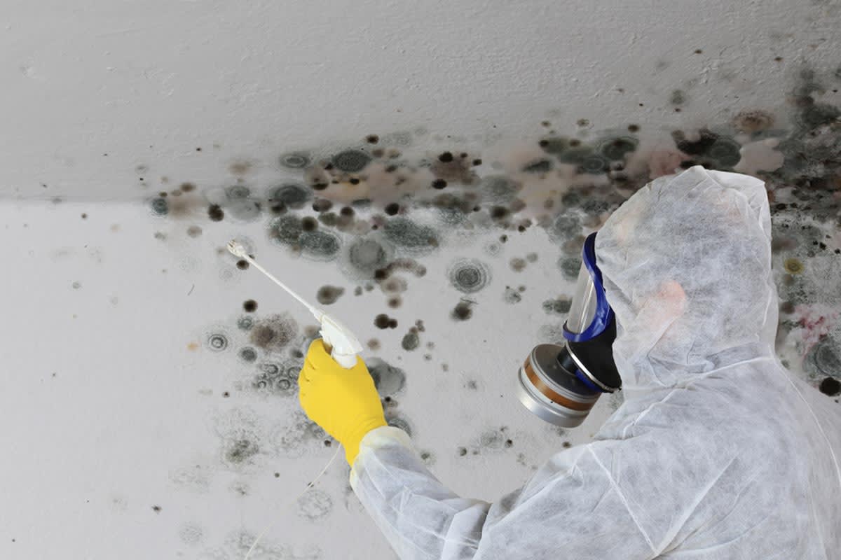 Find a mold remediation company near you