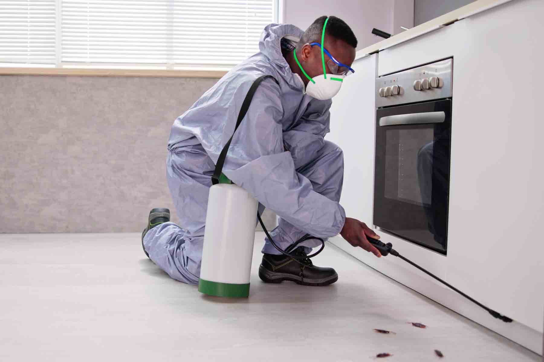 The 10 Best Roach Exterminators Near Me (with Free Quotes)