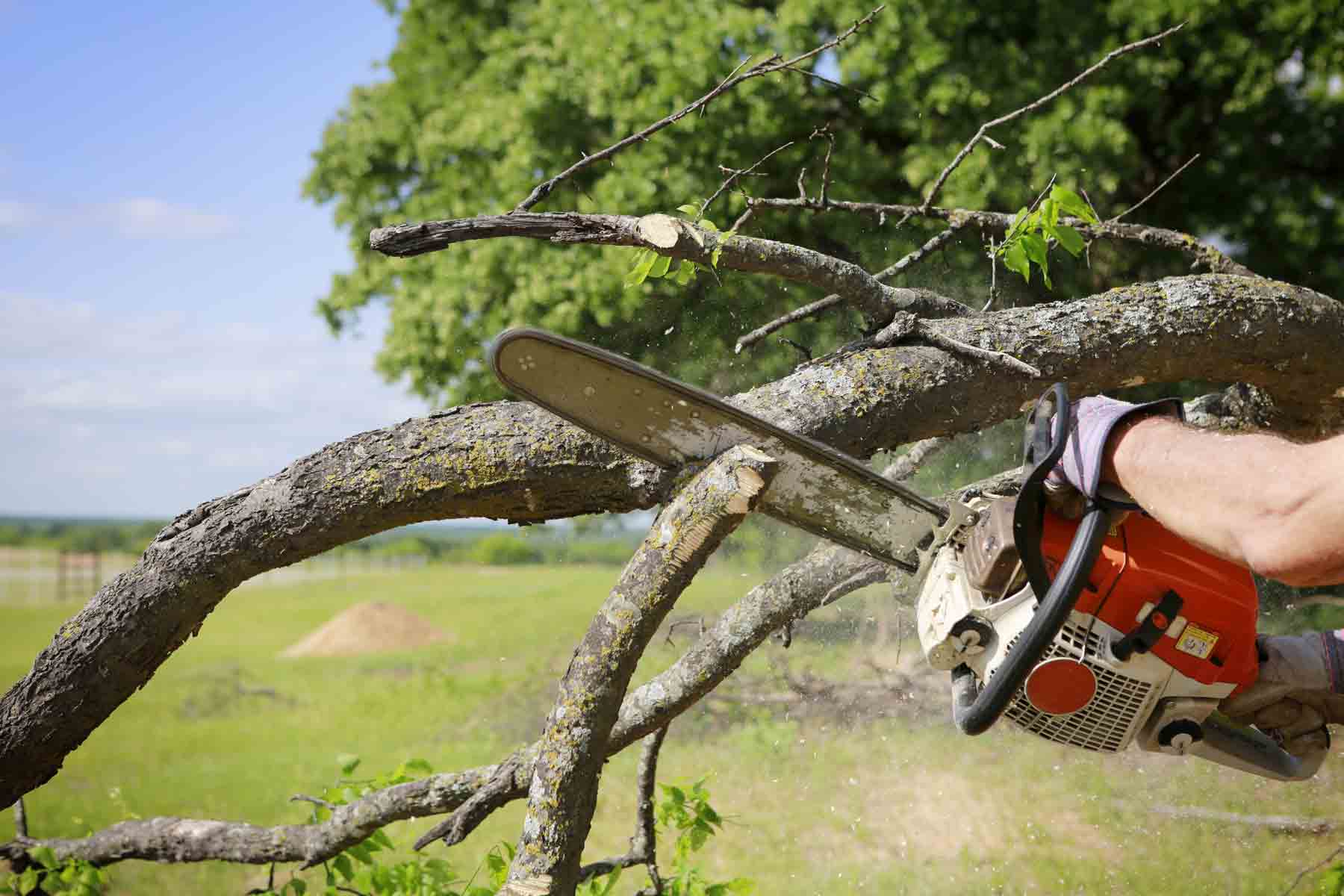 tree service dallas ga