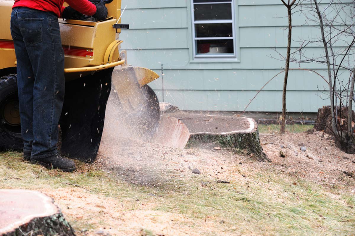 Find a stump removal service near you