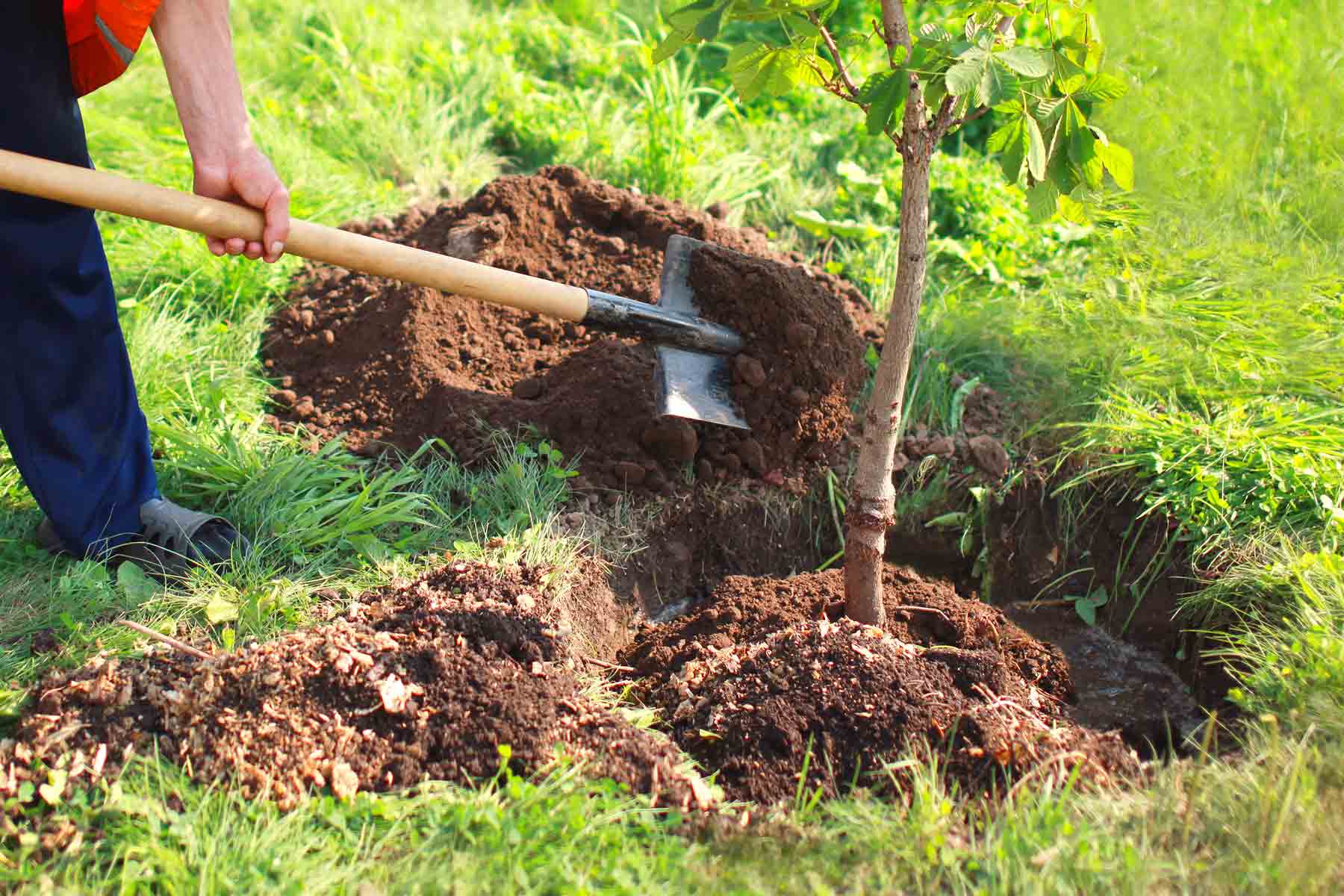 The 10 Best Tree Transplanting & Movers Near Me (Free Quotes)