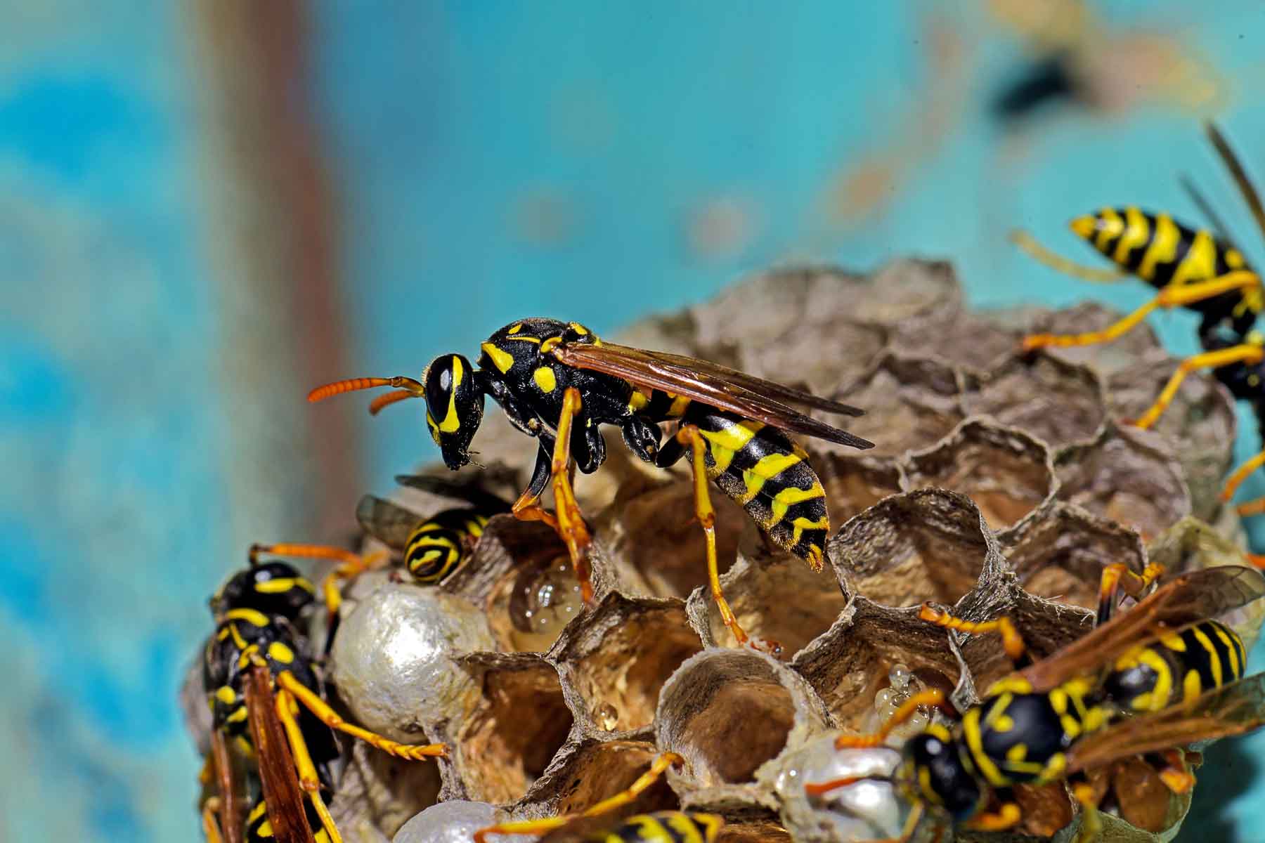 Find a wasp removal service near you