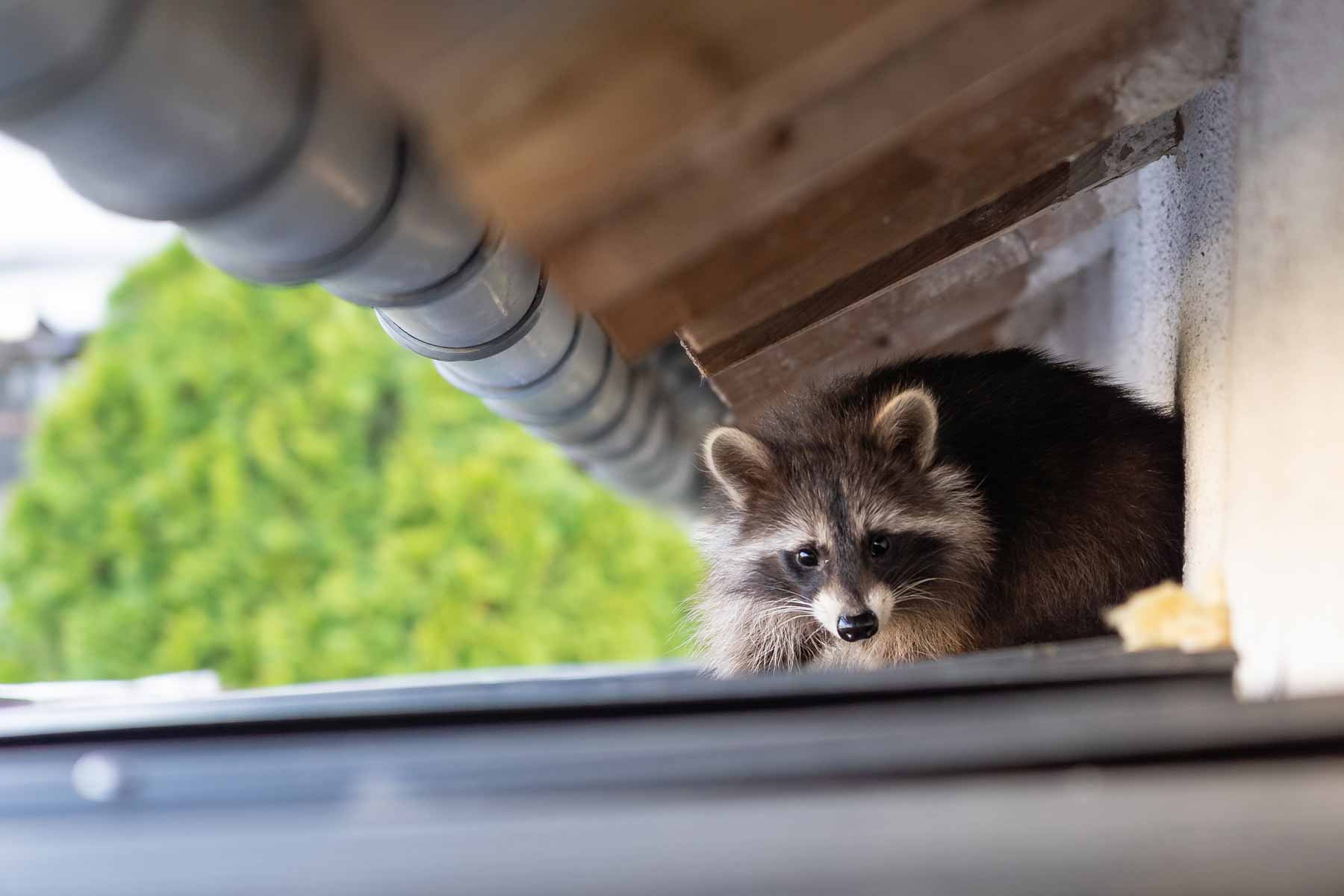 Find a wildlife removal service near you