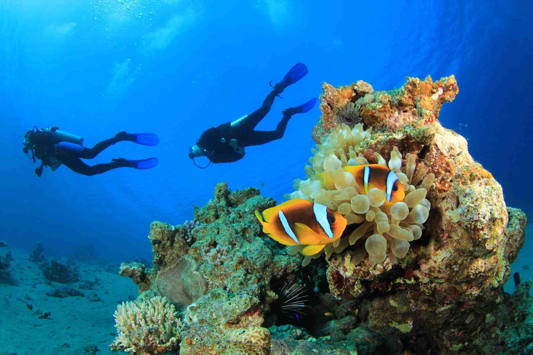The 10 Best Diving Lessons Near Me (for All Ages & Levels)