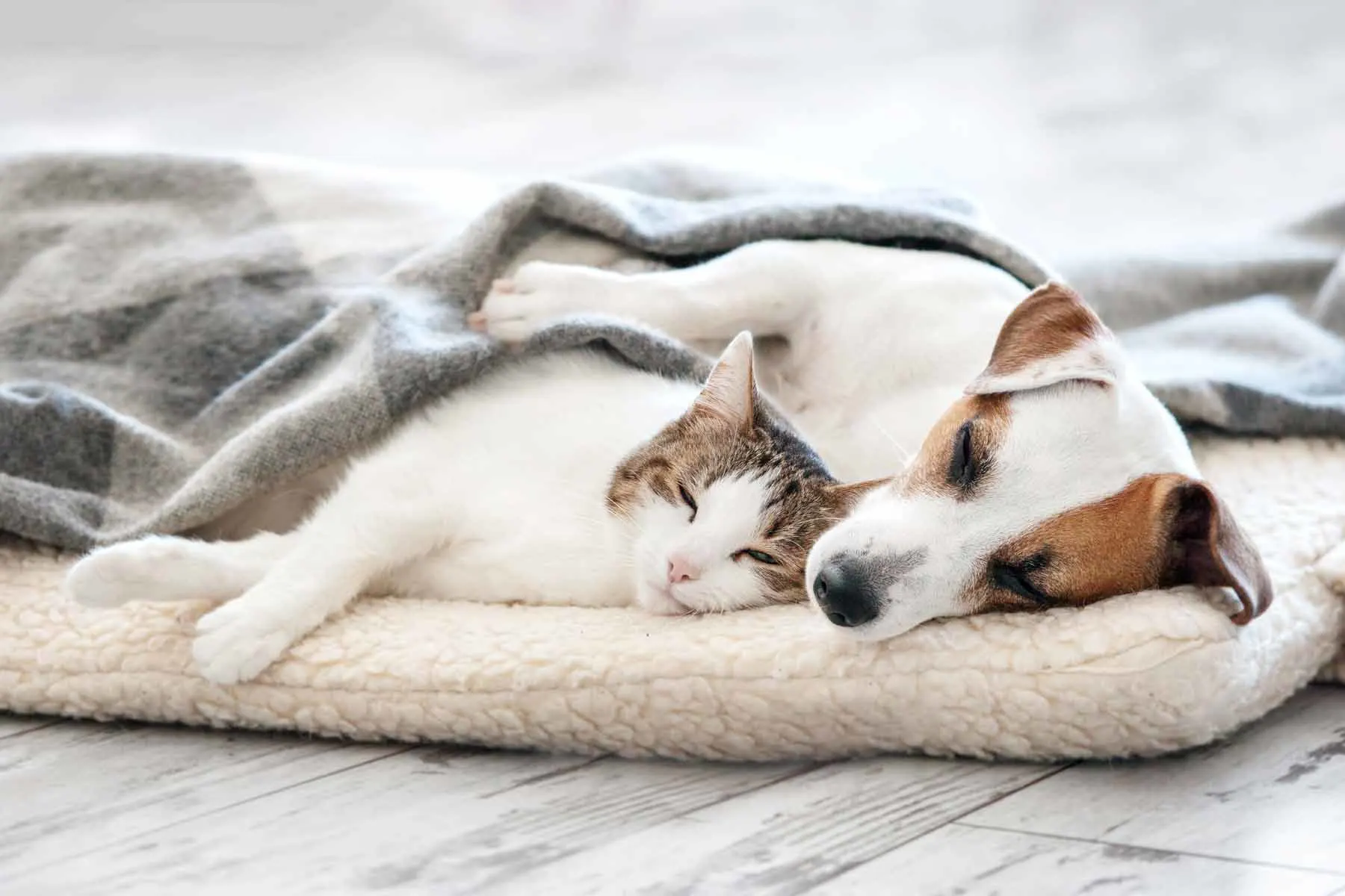 dog and cat on bed