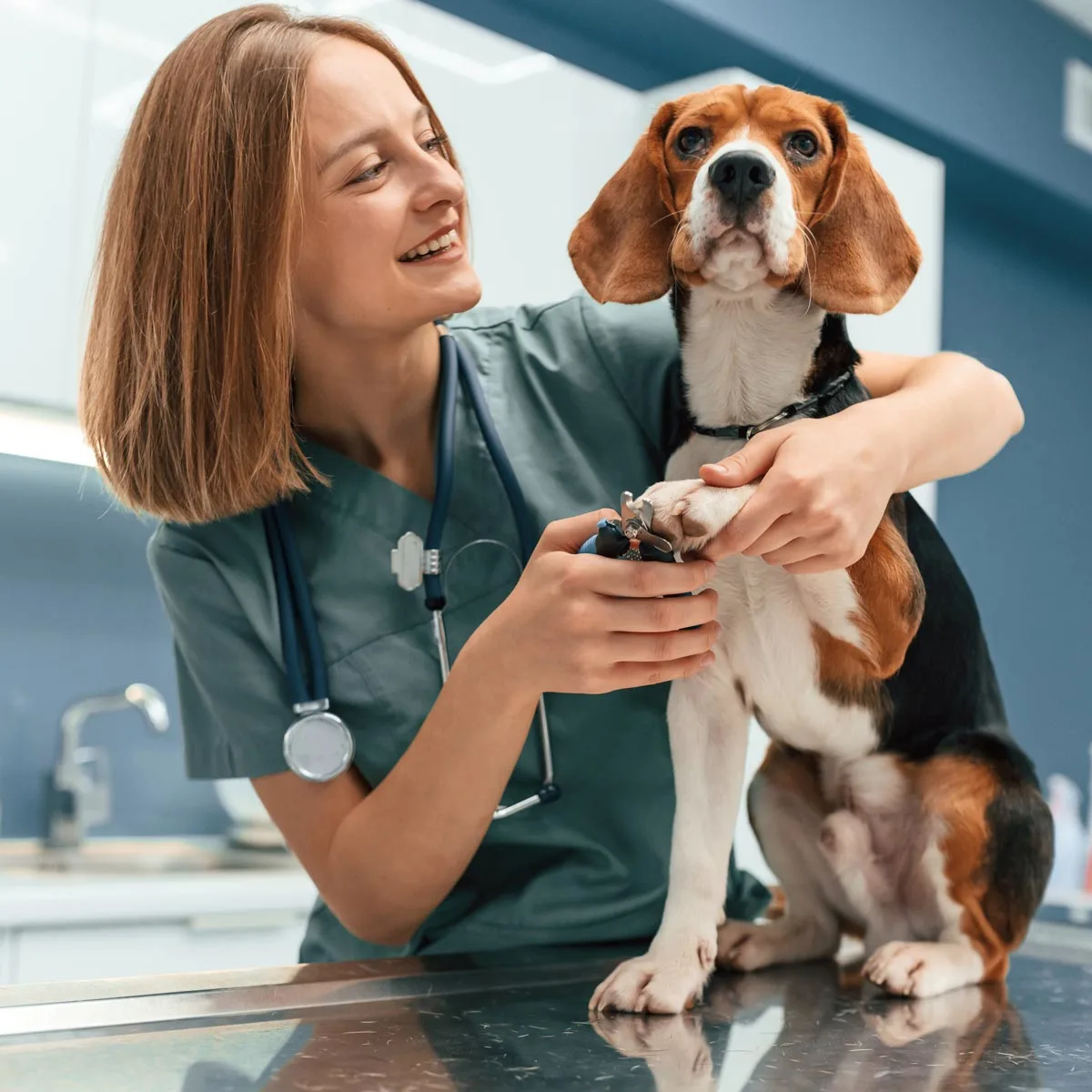 Vet clinics