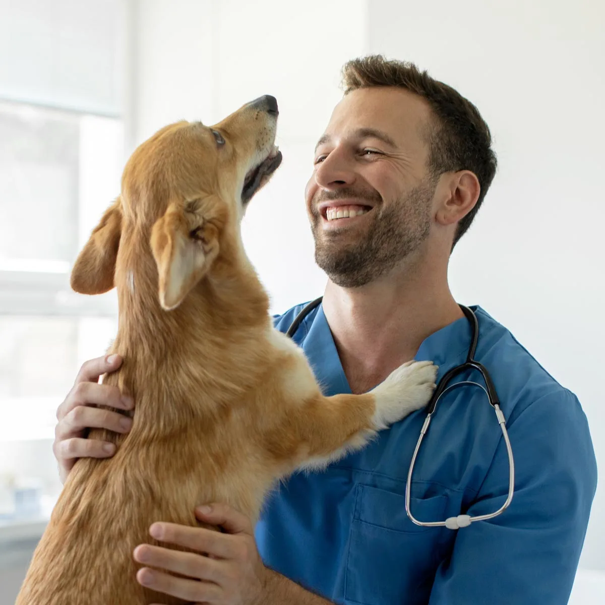 Animal hospitals