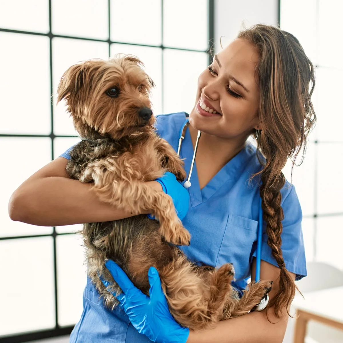 Veterinary specialists