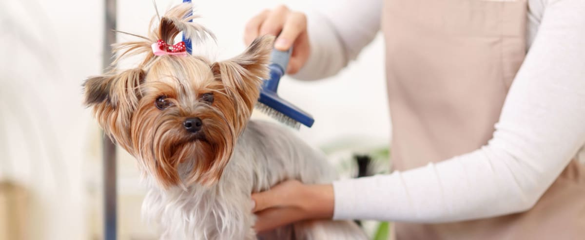 The 10 Best Dog Groomers Near Me (with Prices & Reviews)