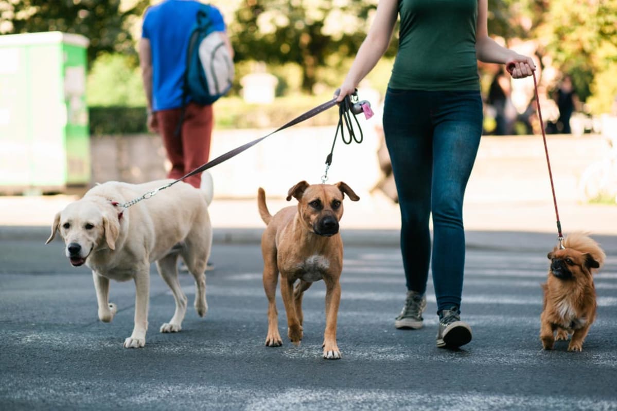 Find a dog walker near you