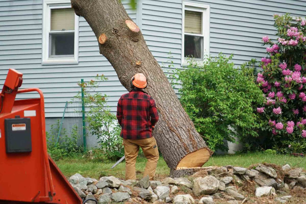 Find a emergency tree service near you