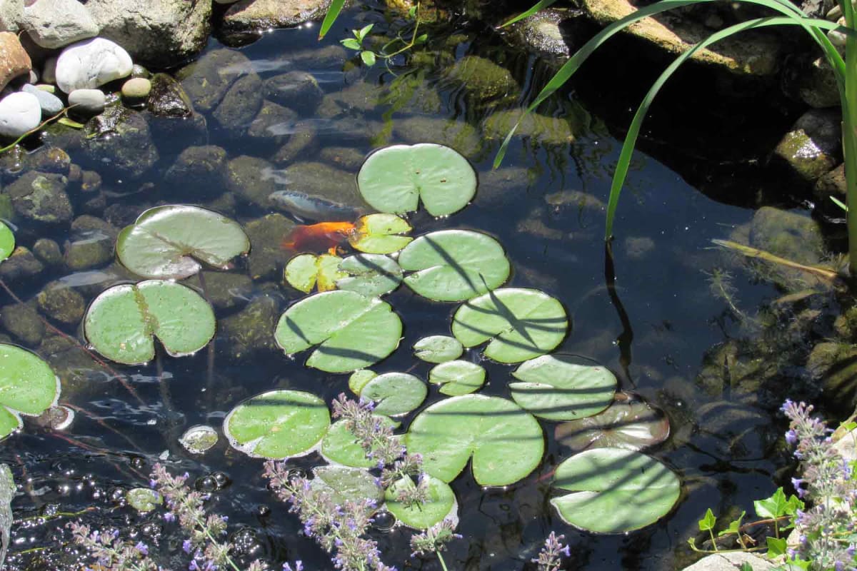 Find a koi pond builder near you