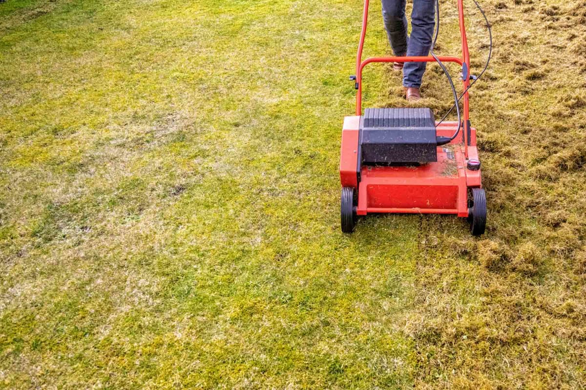 Find a lawn dethatching service near you