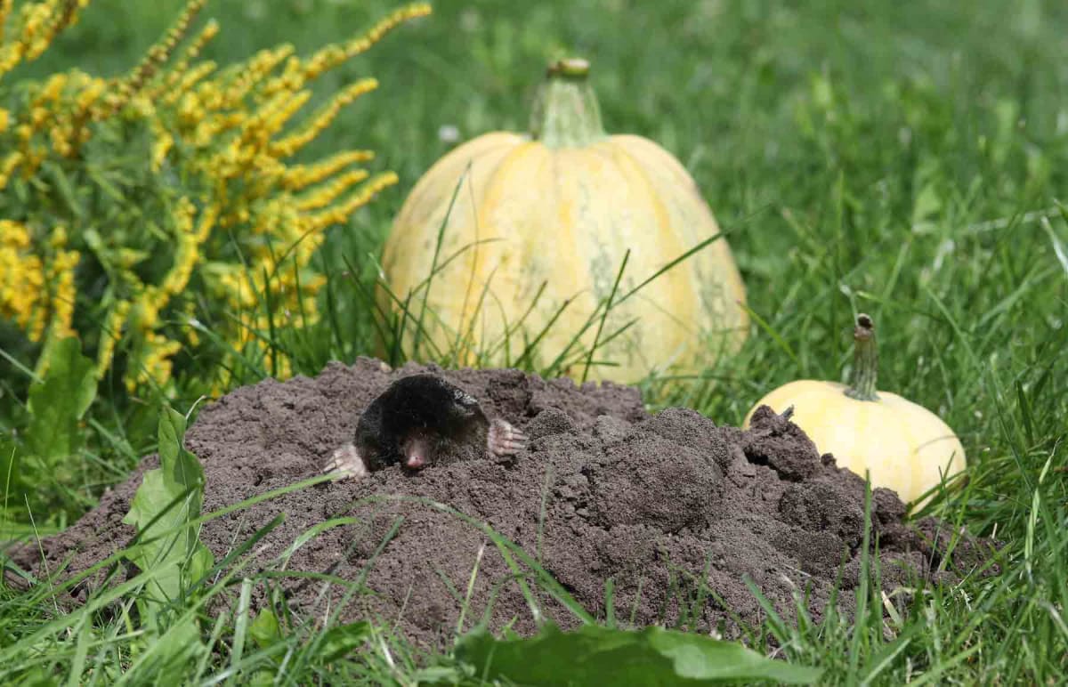 Find a mole exterminator near you