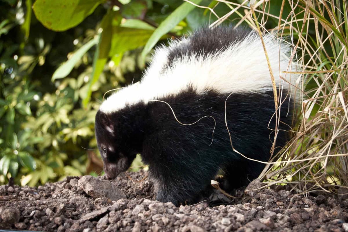 Find a skunk removal service near you