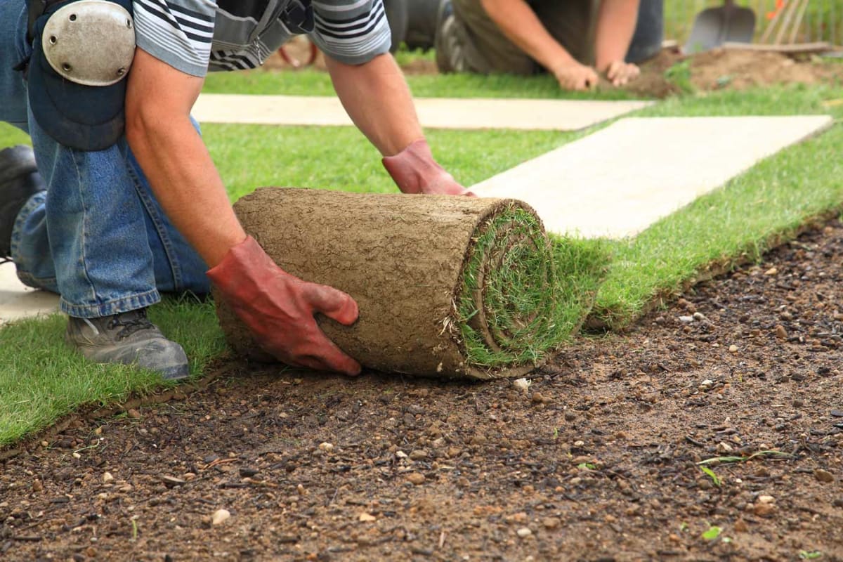 Find a sod layer near you