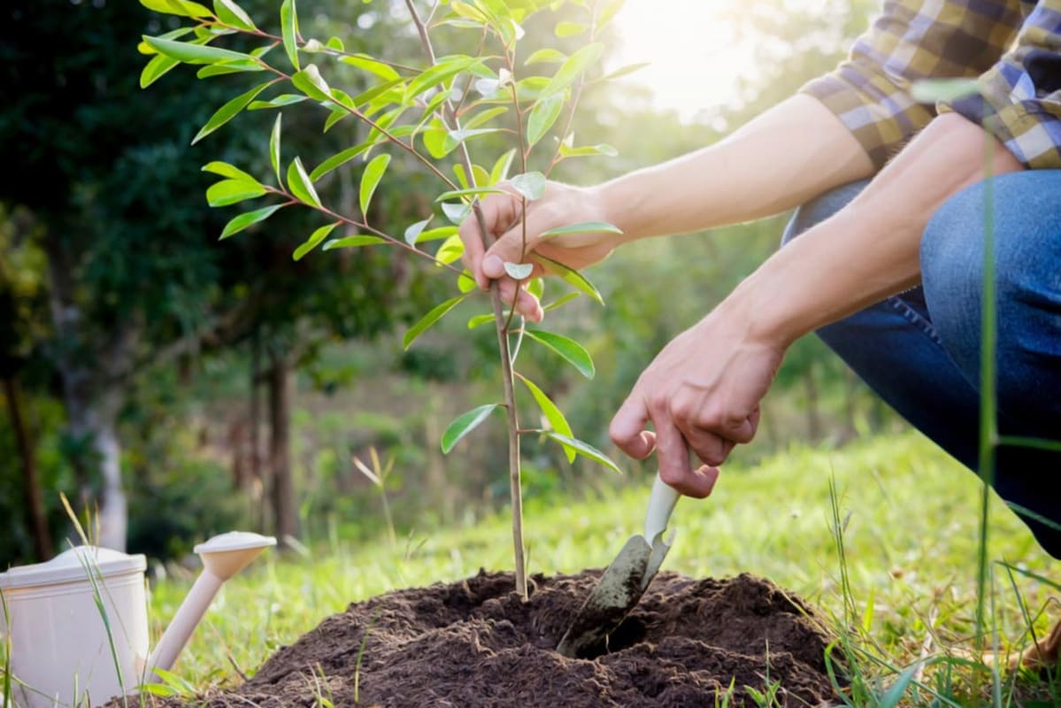 Find a tree planting service near you