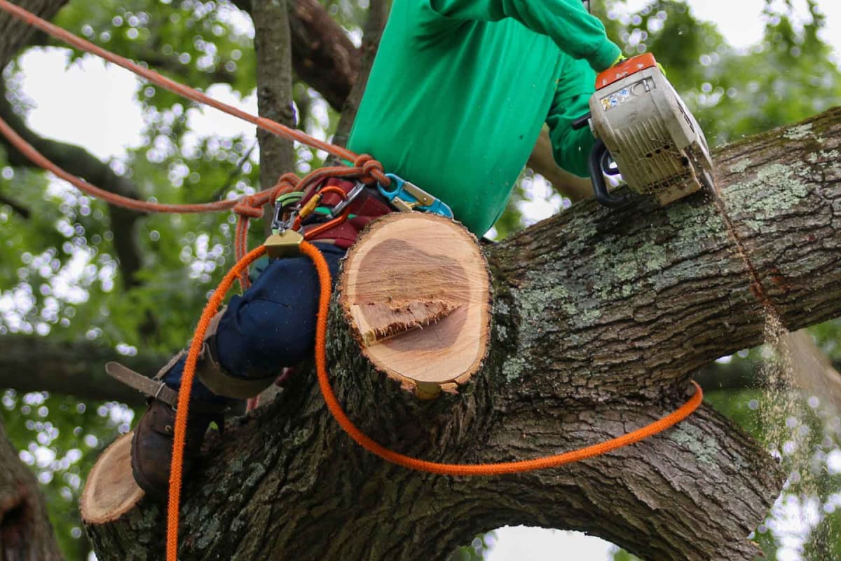 Find a tree surgeon near you