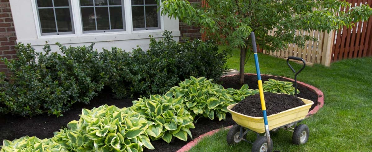 Color-Enhanced Dark Walnut Mulch - St. Louis Composting, Inc.