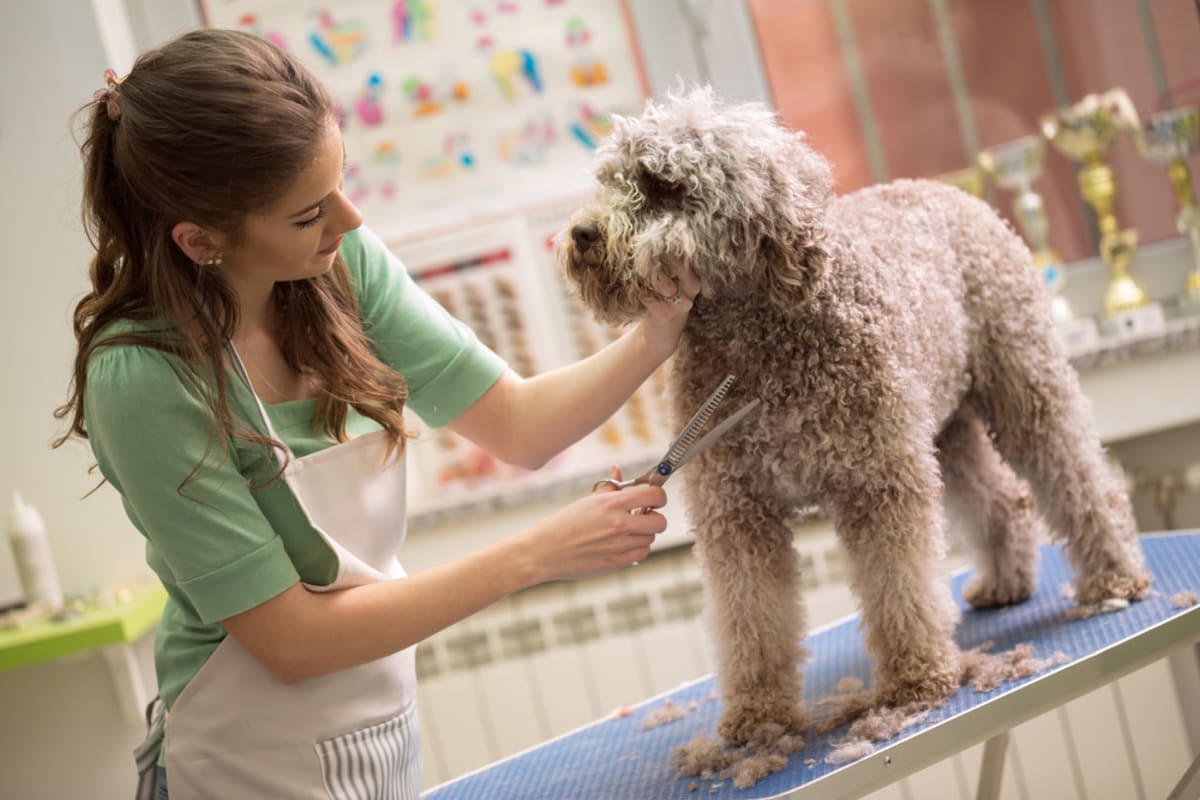 Increased pet grooming at home creates an opportunity for