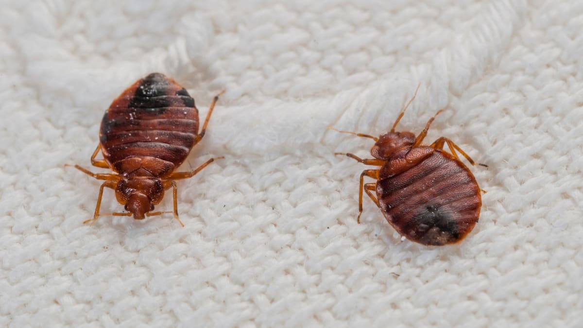 Incrediblepest bed bugs extermination arlington va