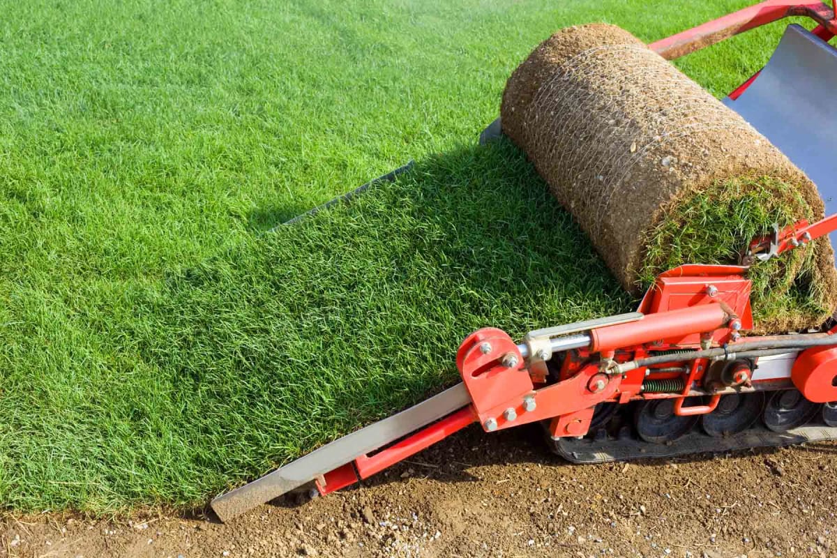 How much does sod and grass removal cost?