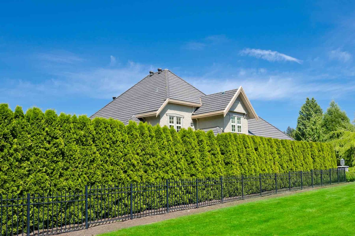 How much do hedges cost to plant?