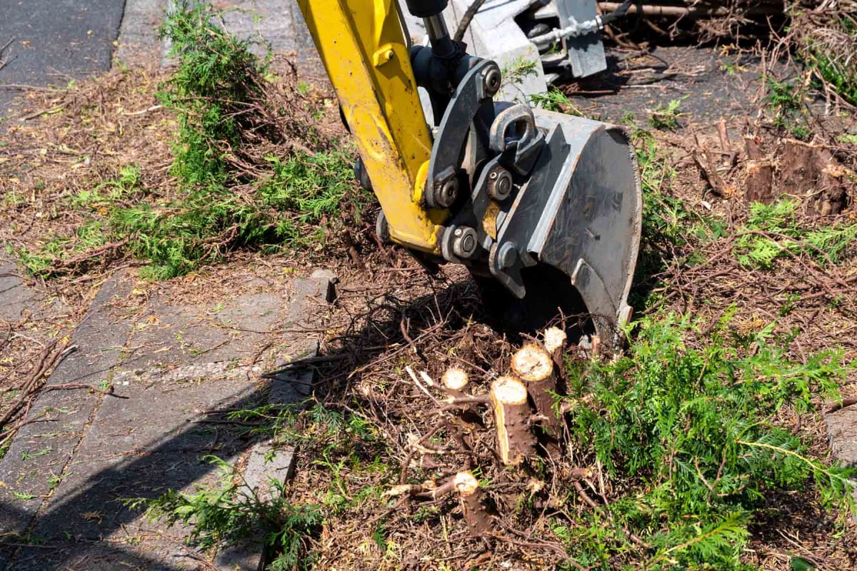 2024 Shrub & Bush Removal Costs Hedge Removal Cost